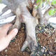 Outdoor bonsai Carpinus betulus- Hornbeam VB2020-487 - 5/5