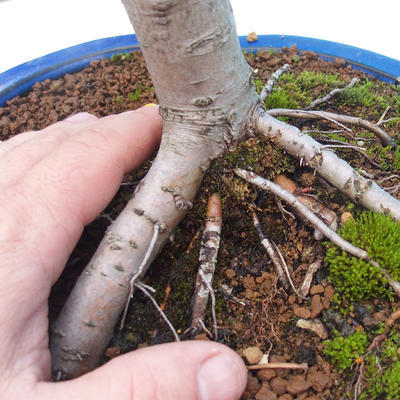 Outdoor bonsai - Malus halliana - Malpopled apple tree - 5