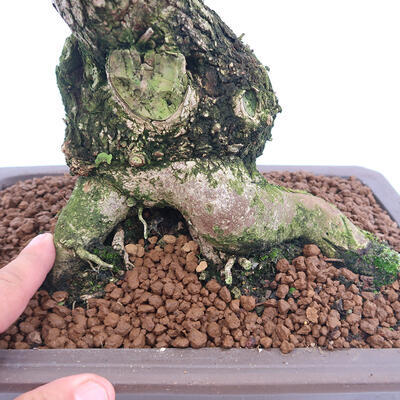 Outdoor bonsai - beautiful Callicarpa - 5