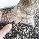 Outdoor bonsai -Ulmus GLABRA Elm VB2020-495 - 5/5