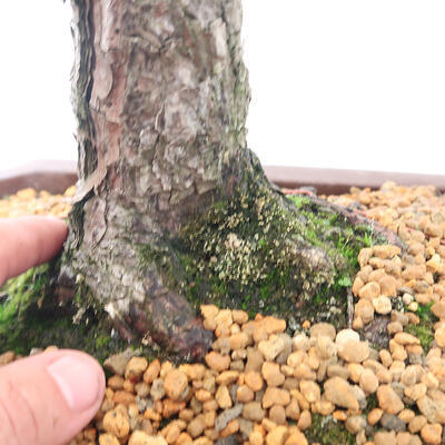 Outdoor bonsai - Pinus sylvestris - Forest pine - 5