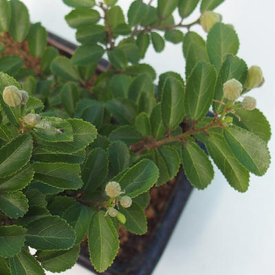 Room bonsai - Grewia occidentalis - Starfish Lavender - 5