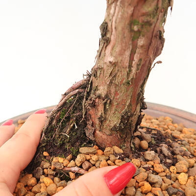 Outdoor bonsai - Juniperus chinensis Kishu - Chinese juniper - 5