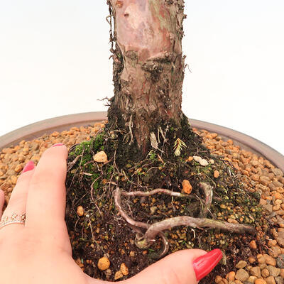Outdoor bonsai - Juniperus chinensis Kishu - Chinese juniper - 5