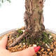 Outdoor bonsai - Juniperus chinensis Kishu - Chinese juniper - 5/5