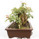 Outdoor bonsai - Baby maple - Acer campestre - 5/6