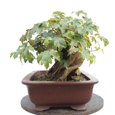 Outdoor bonsai - Baby maple - Acer campestre - 5