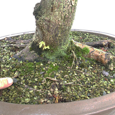 Outdoor bonsai - Baby maple - Acer campestre - 5