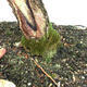 Outdoor bonsai - Baby maple - Acer campestre - 5/6