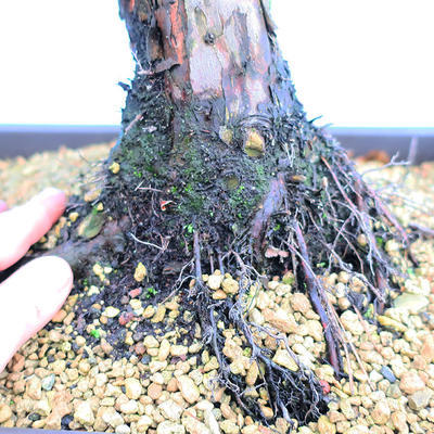 Yamadori Juniperus chinensis - juniper - 5