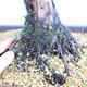 Yamadori Juniperus chinensis - juniper - 5/6