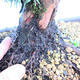 Yamadori Juniperus chinensis - juniper - 5/6