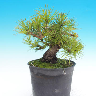 Pinus thunbergii - Thunbergova Pine - 5