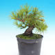 Pinus thunbergii - Thunbergova Pine - 5/5
