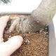 Outdoor bonsai - Pinus mugo - Pine Kneeling - 5/5