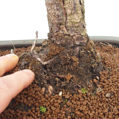 Outdoor bonsai - Pinus sylvestris Watereri - Scots Pine - 5