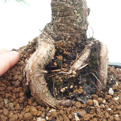 Outdoor bonsai - Pinus mugo - Pine Kneeling - 5