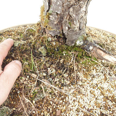 Outdoor bonsai - Larix decidua - Deciduous larch - 5