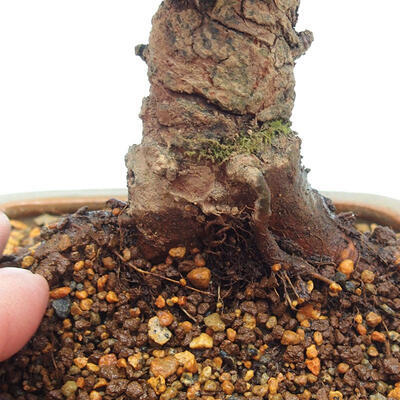 Outdoor bonsai - Zelkova - Zelkova NIRE - 5
