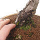 Outdoor bonsai - Pinus sylvestris - Scots pine - 5/5
