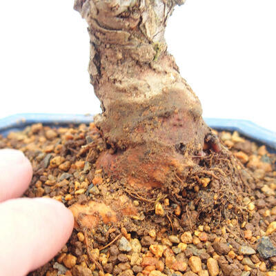 Outdoor bonsai - Zelkova - Zelkova NIRE - 5