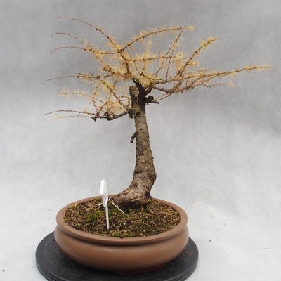 Outdoor bonsai deciduous -Modřín - Larix decidua - 5