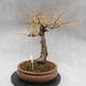 Outdoor bonsai deciduous -Modřín - Larix decidua - 5/6