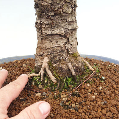 Outdoor bonsai - Larix decidua - Deciduous larch - 5