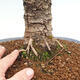Outdoor bonsai - Larix decidua - Deciduous larch - 5/6