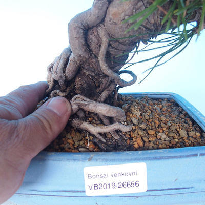 Pinus thunbergii - Thunberg Pine - 5