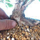 Outdoor bonsai -Carpinus CARPINOIDES - Korean Hornbeam - 5/5