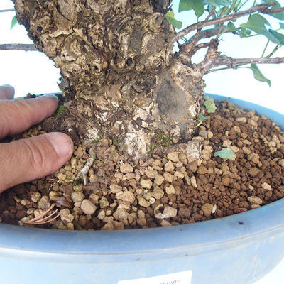 Outdoor bonsai - Japanese pear NASHI - Pyrus pyrifolia - 5