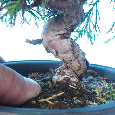 Outdoor bonsai - Juniperus chinensis ITOIGAWA - Chinese Juniper - 5
