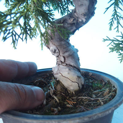 Outdoor bonsai - Juniperus chinensis ITOIGAWA - Chinese Juniper - 5