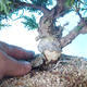 Outdoor bonsai - Juniperus chinensis ITOIGAWA - Chinese Juniper - 5/6