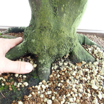 Outdoor bonsai - Hornbeam - Carpinus betulus VB2019-26689 - 5
