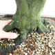 Outdoor bonsai - Hornbeam - Carpinus betulus VB2019-26689 - 5/5
