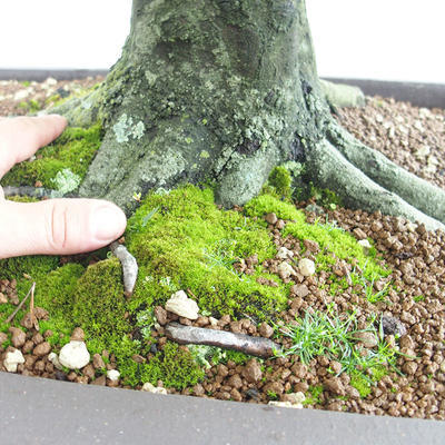 Outdoor bonsai - Hornbeam - Carpinus betulus VB2019-26690 - 5