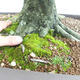Outdoor bonsai - Hornbeam - Carpinus betulus VB2019-26690 - 5/5