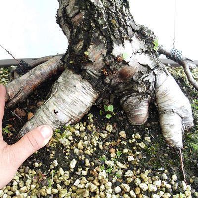 Outdoor bonsai - Betula verrucosa - Silver Birch VB2019-26695 - 5