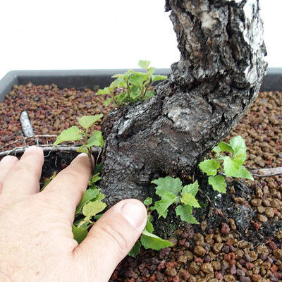 Outdoor bonsai - Betula verrucosa - Silver Birch VB2019-26697 - 5