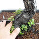 Outdoor bonsai - Betula verrucosa - Silver Birch VB2019-26697 - 5/5