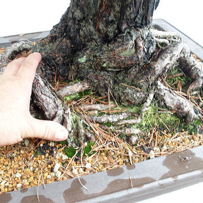 Outdoor bonsai - Pinus sylvestris - Scots pine VB2019-26699 - 5