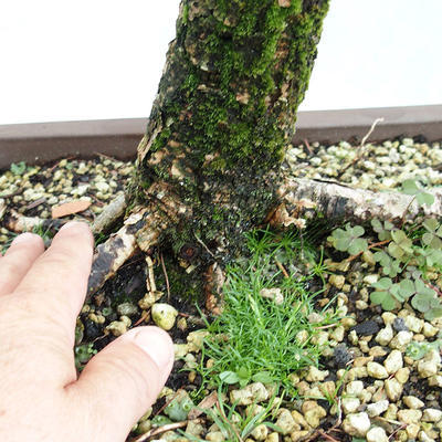 Outdoor bonsai -Larix decidua - European larch VB2019-26704 - 5
