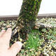 Outdoor bonsai -Larix decidua - European larch VB2019-26704 - 5/5