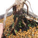Outdoor bonsai -Larix decidua - European larch VB2019-26707 - 5/5