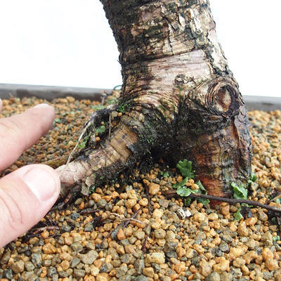 Outdoor bonsai -Larix decidua - European larch VB2019-26708 - 5
