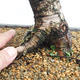 Outdoor bonsai -Larix decidua - European larch VB2019-26708 - 5/5