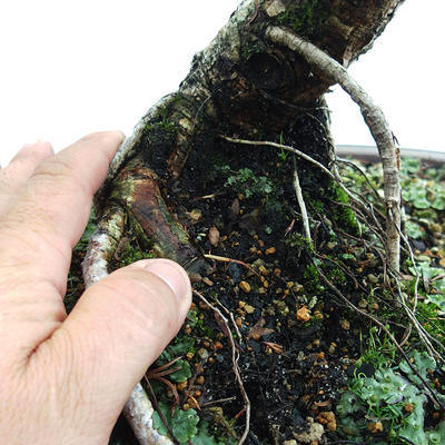 Outdoor bonsai -Larix decidua - European larch VB2019-26709 - 5