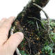 Outdoor bonsai -Larix decidua - European larch VB2019-26709 - 5/5